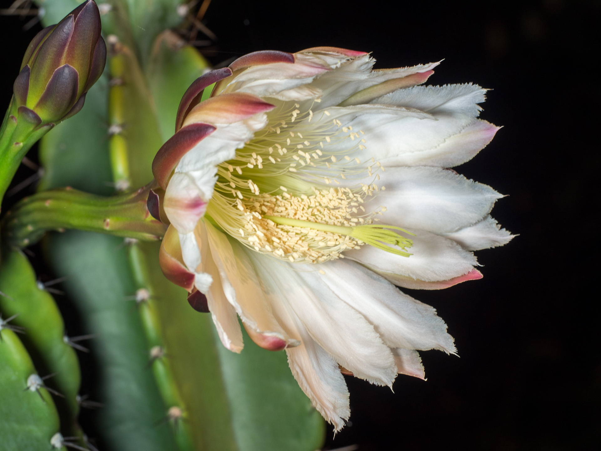 Night Blooming Cereus A suprise bloom from my cactus plant