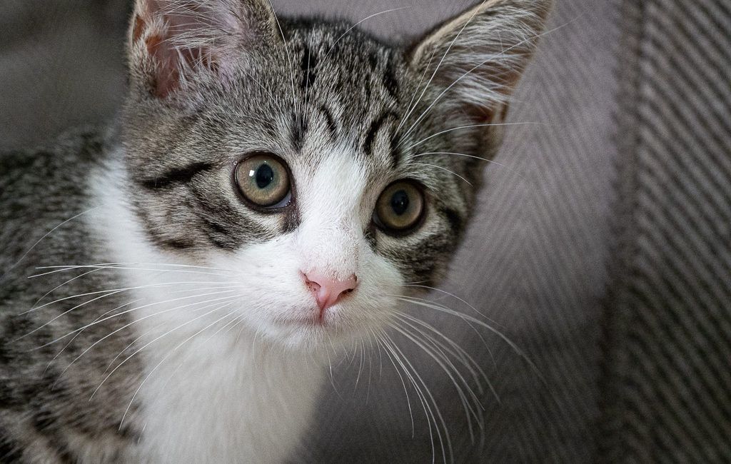 Mac the cat